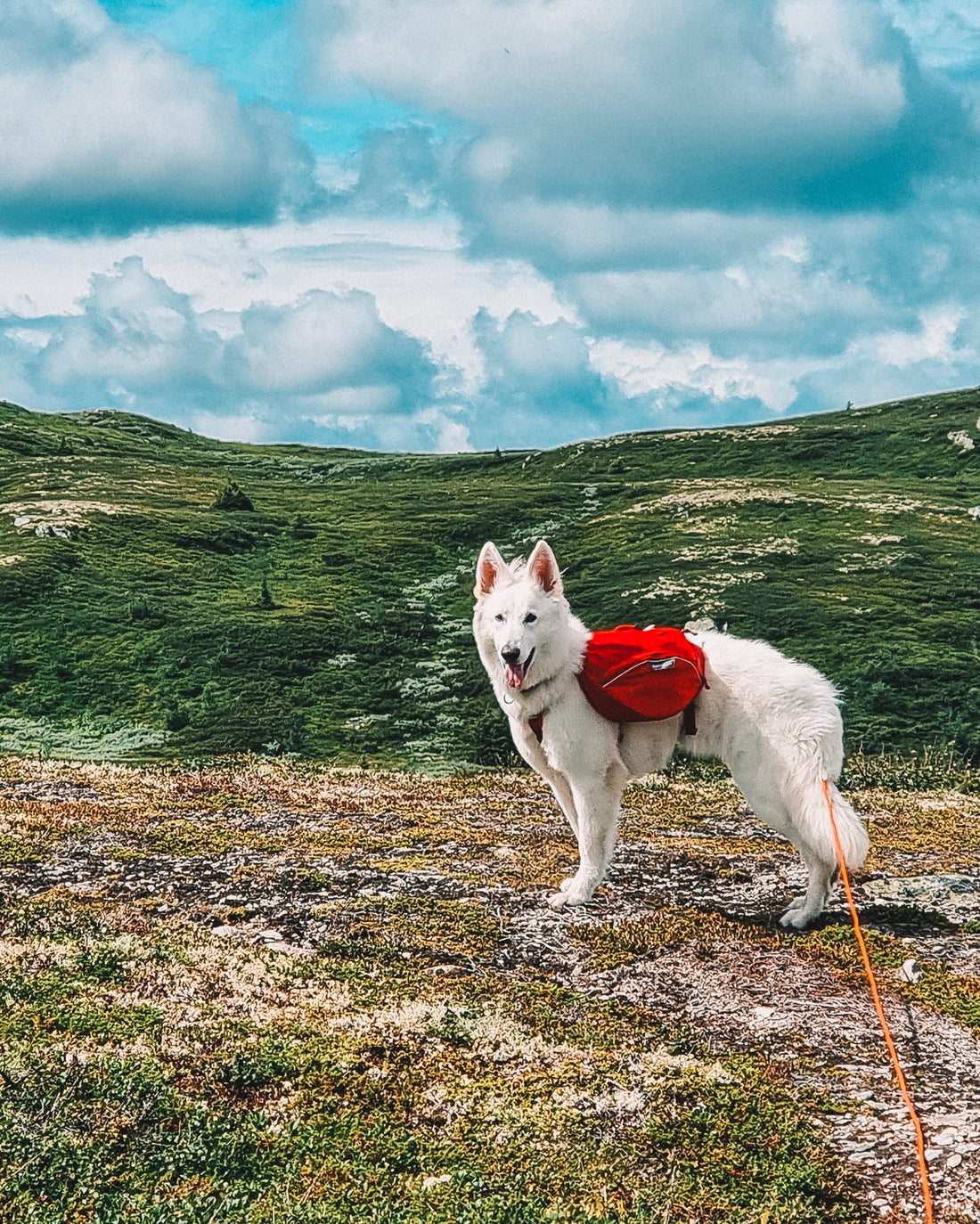 Hva betyr egentlig navnet Snøglimt?