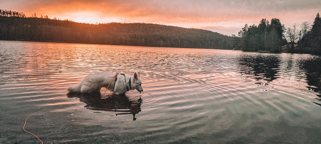 Halsbånd eller sele – hva bør du velge?