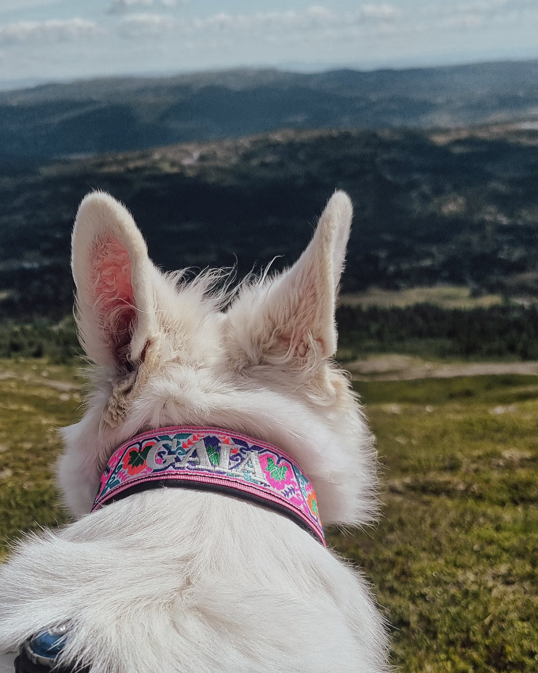 Snøglimt og turkulturen i Norge