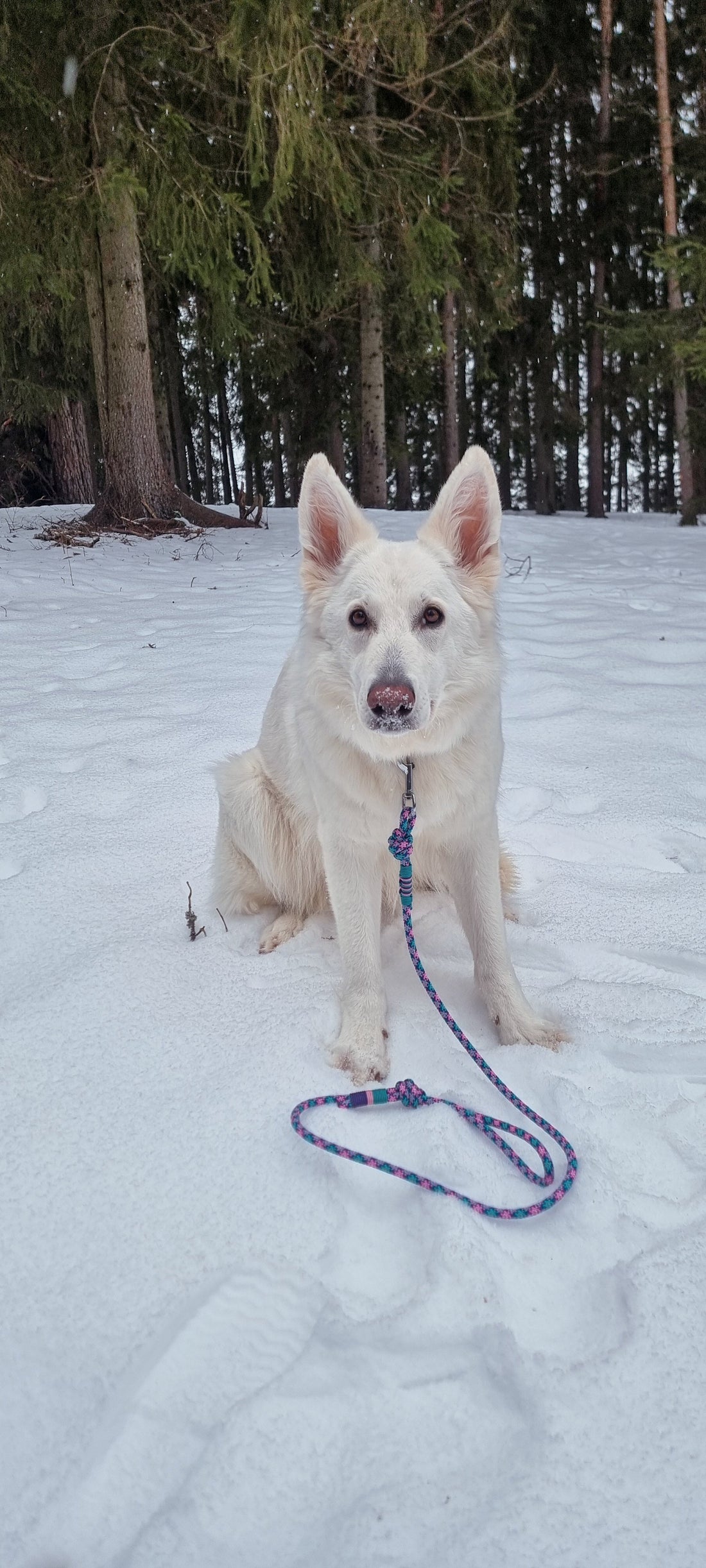 Slik velger du riktig kobbel til tur