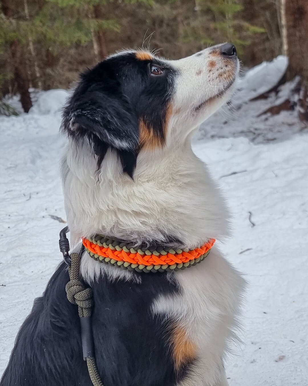 Hvor stramt skal et hundehalsbånd sitte?