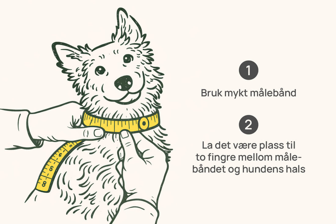 Hvordan måle hundens hals riktig