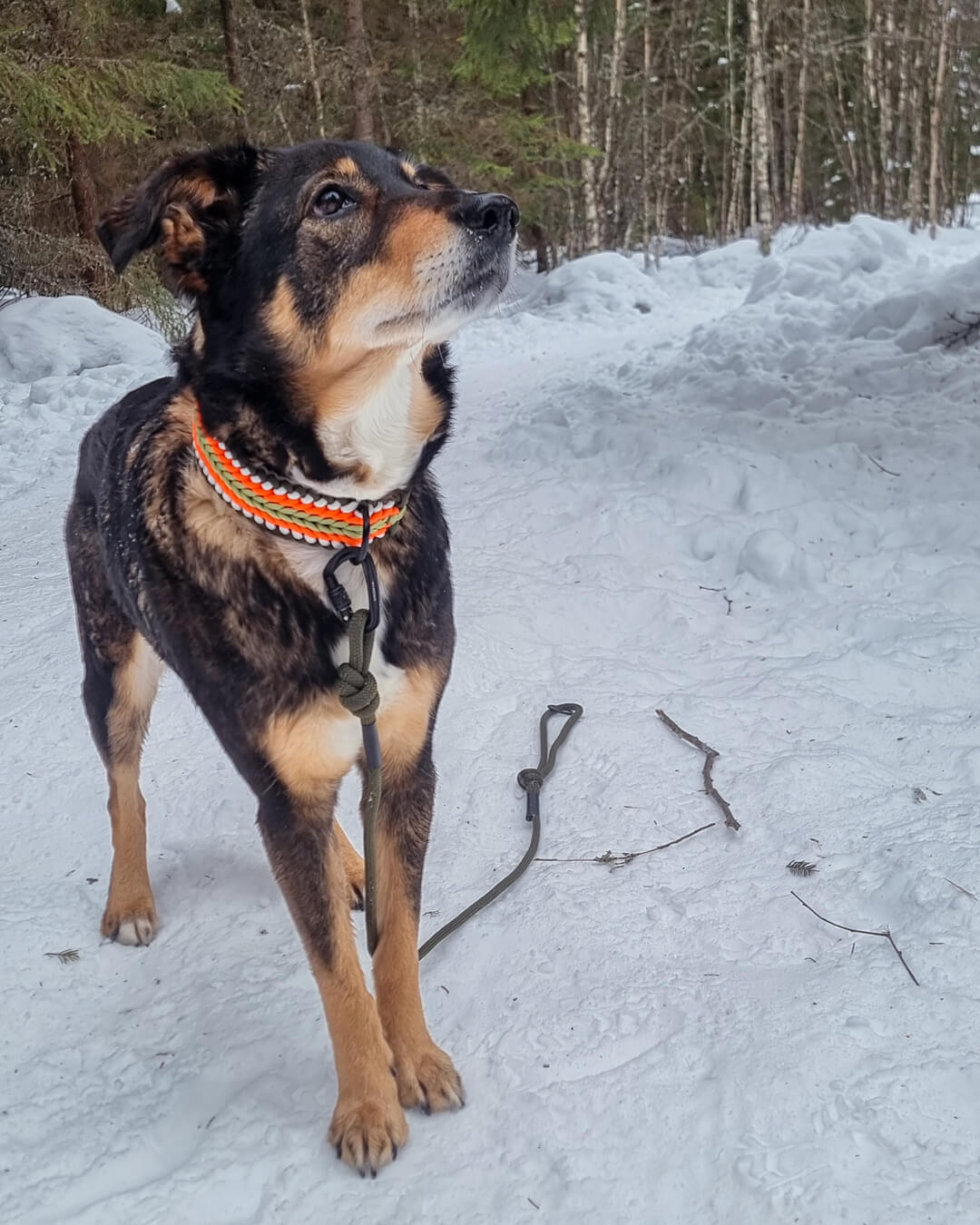 Fra skogstur til ferdig produkt