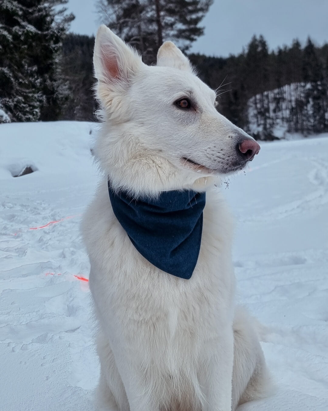 Hvorfor vi valgte å lage utstyr for aktive hunder