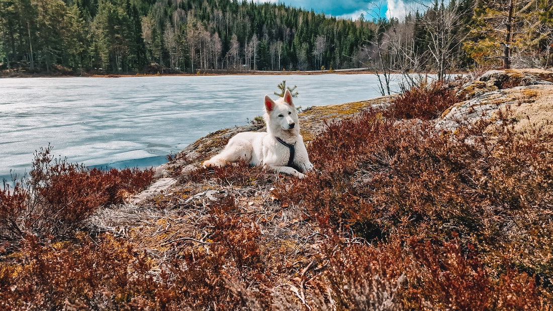 Hva du kan forvente av Snøglimt fremover