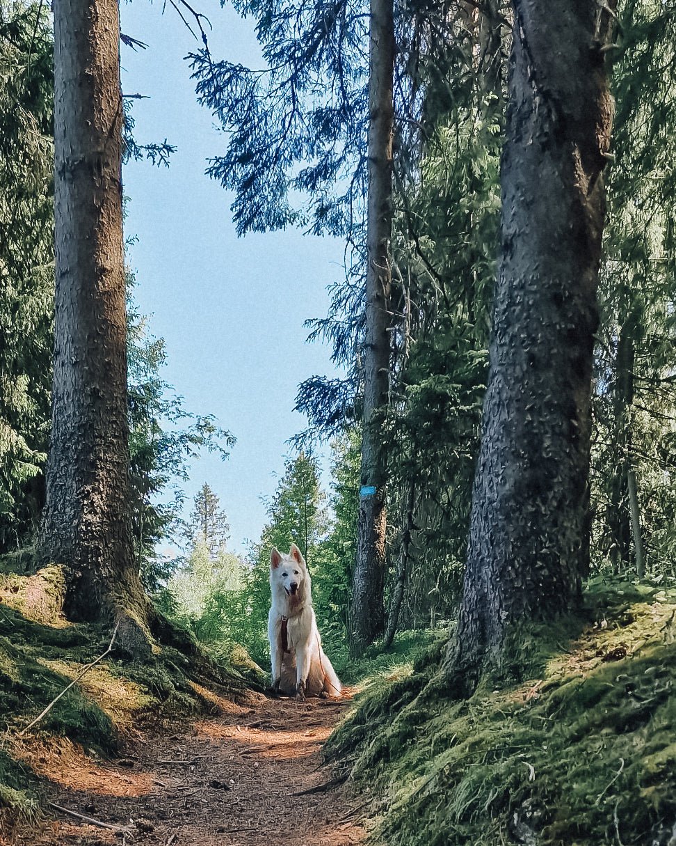 Gaia og turene som inspirerte Snøglimt - Snøglimt