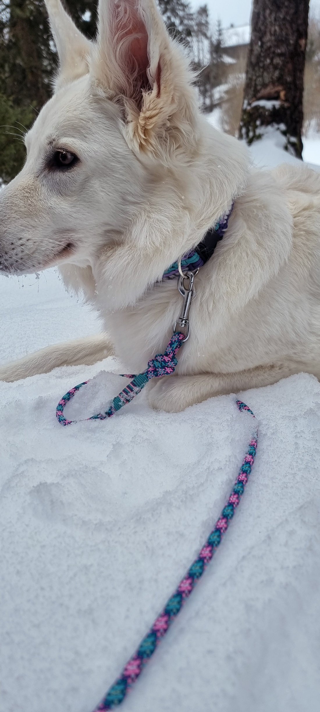 Hva bør et godt hundekobbel tåle? - Snøglimt
