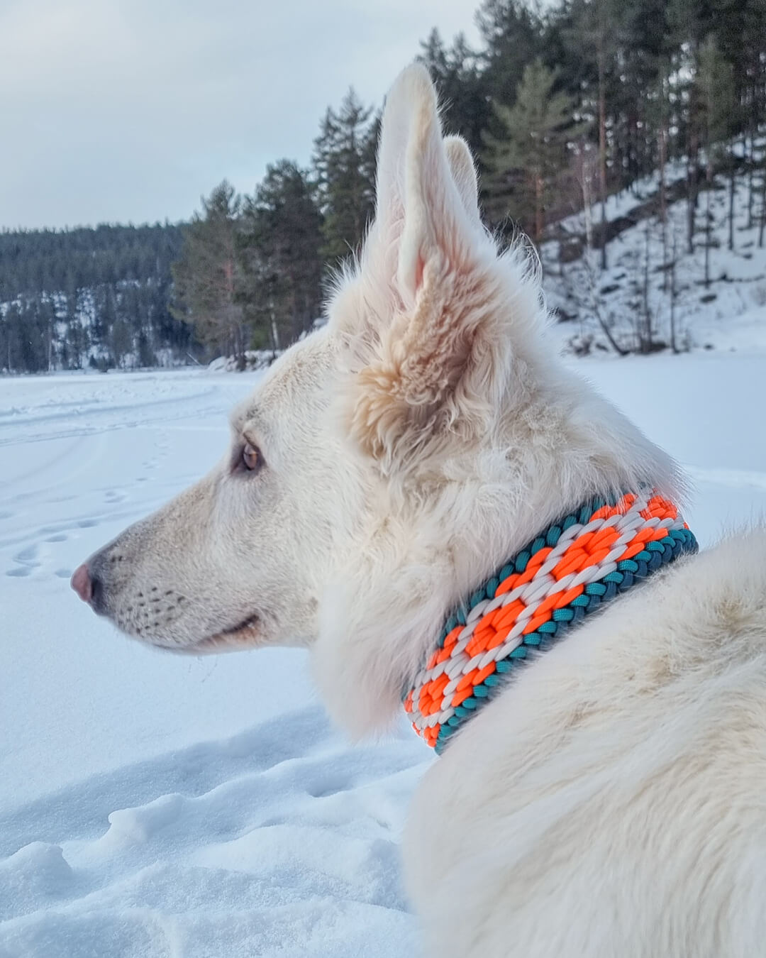 Hva er Snøglimt? Historien bak håndlagde hundehalsbånd og kobbel - Snøglimt