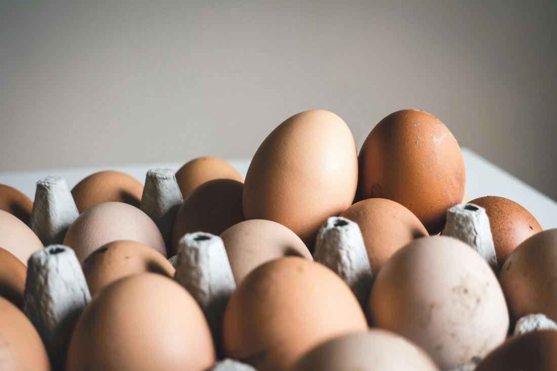 Kan hunder spise egg? - Snøglimt