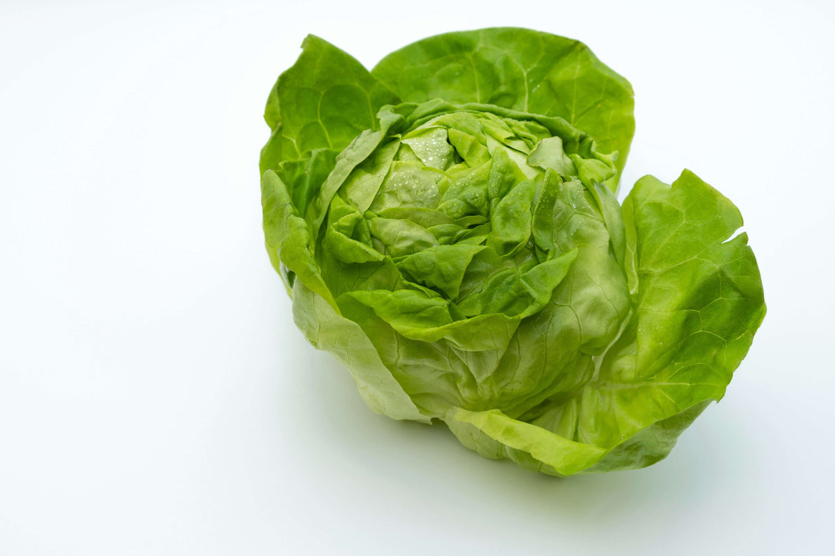 Kan hunder spise isbergsalat? - Snøglimt