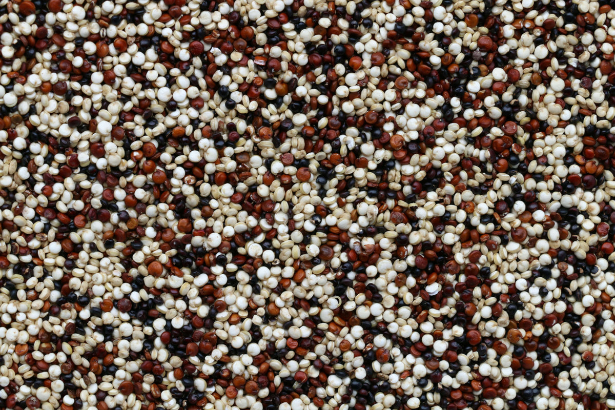 Kan hunder spise quinoa? - Snøglimt