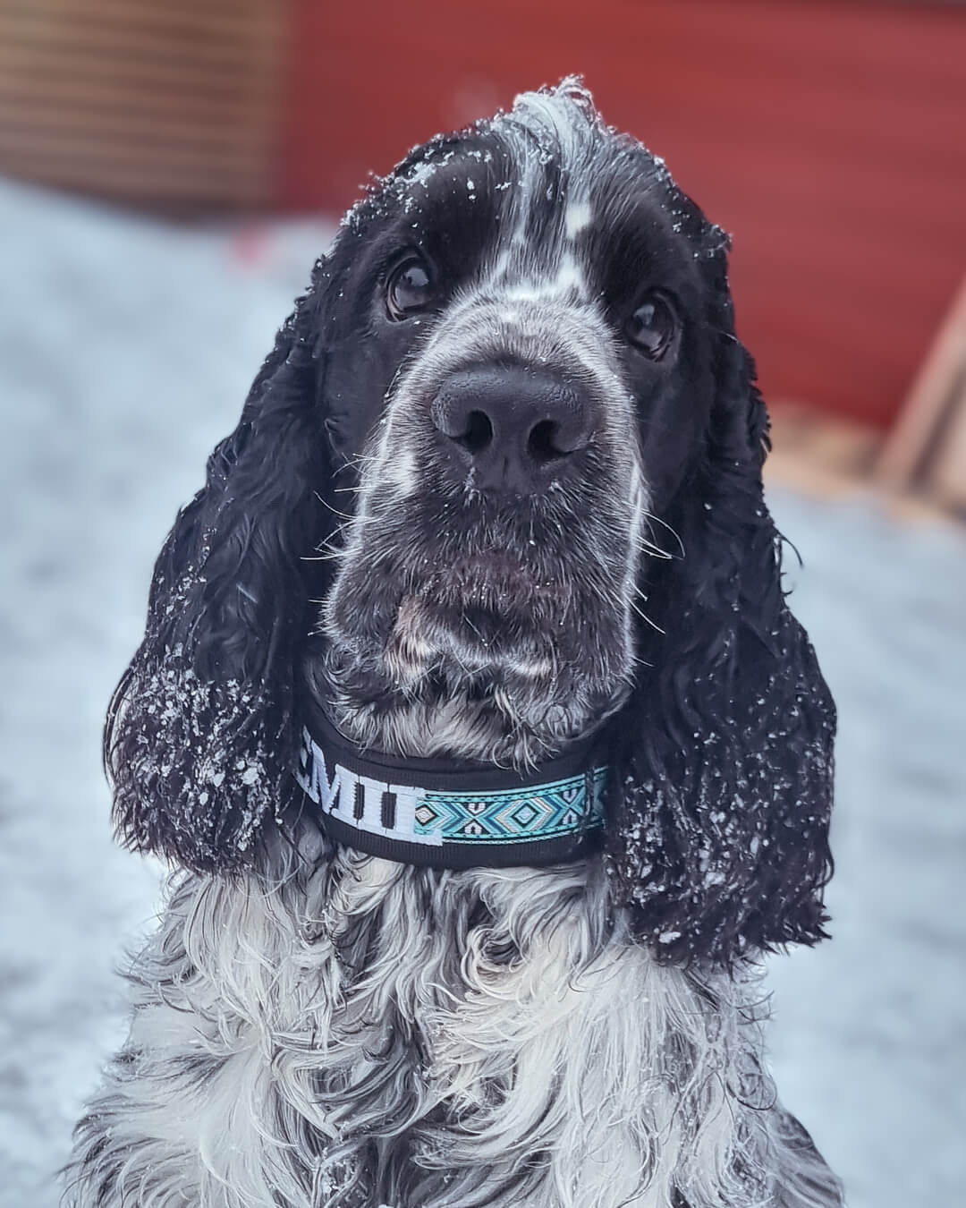 Sydd Halsbånd Premium