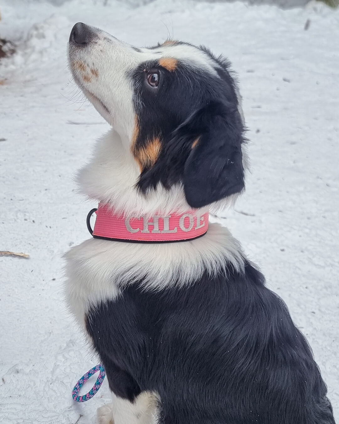 Sydd Halsbånd Standard